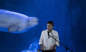 I&scaron; karo Ukrainoje i&scaron;gelbėta baltųjų delfinų pora: i&scaron; Charkivo perkelta į Valensiją