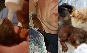 Gyvūnų globėjo Sigito Klymanto sodyboje Rūgaliuose