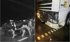 Pareigūnams teko laisvinti kelią nuo karvių antplūdžio