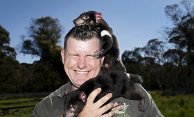 Sveiki Tasmanijos velniai paleidžiami į laisvę