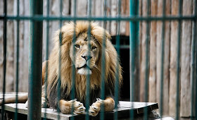 Paskutinės dienos zoologijos sode: laukia ilgas remontas