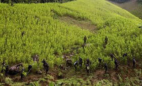 Kolumbijoje kariai naikina nelegalias kokainmedžio plantacijas ir narkotikų laboratorijas 