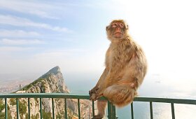 Gibraltaras &ndash; mažas, bet labai unikalus