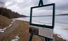 Kalvų pasiutpolkė Kauno marių pakrantėje