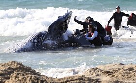 Australijoje bandoma i&scaron;gelbėti į krantą i&scaron;plaukusį banginį 