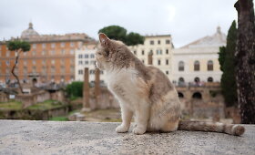 Kačių prieglauda Romoje &ndash; Largo di Torre Argentina