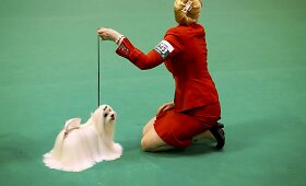 &bdquo;Crufts&ldquo; &scaron;unų paroda Birmingame