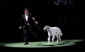 &bdquo;Westminster Kennel Club&ldquo; &scaron;unų konkursas
