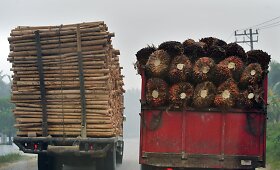Palmių aliejaus i&scaron;gavimas Indonezijoje kelia grėsmę &scaron;alies atogrąžų mi&scaron;kų bioįvairovei