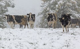 Vokietijos rytuose i&scaron;krito pirmasis &scaron;io sezono sniegas