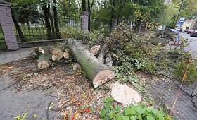 Vilniaus Radvilų gatvėje pjaunami medžiai papiktino bendruomenę