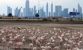 Vieninteliame Dubajaus pelkyne gyvenantys flamingai