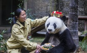 Kinijoje gyvenanti didžioji panda Basi &scaron;ventė 35 metų gimtadienį