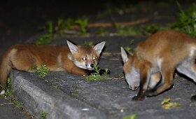 Fotografo užfiksuoti priemiestyje laiką leidžiantys lapių jaunikliai Tainmute