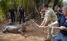Australijos policija sugavo didžiulį galvijus puldinėjusį krokodilą