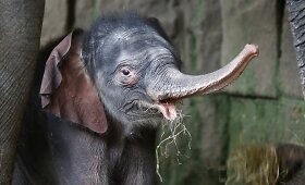 Vokietijos zoologijos sode pristatytas prie&scaron; 4 dienas gimęs drambliukas