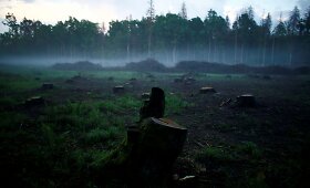 Kinivarpų užpultą pirmyk&scaron;tę Belovežo girią Lenkijoje ėmėsi retinti medkirčiai