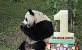 Va&scaron;ingtono zoologijos sodas &scaron;venčia pandos gimtadienį