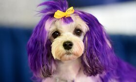 &bdquo;Westminster Kennel Club&ldquo; &scaron;unų paroda
