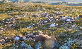 Norvegijoje kaip manoma žaibo smūgis užmu&scaron;ė daugiau nei 300 &scaron;iaurės elnių