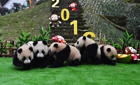 Kinijoje Naujųjų metų &scaron;ventė surengta pandoms