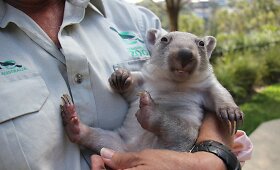 Mažoji vombato patelė Chloe užkariavo australų &scaron;irdis
