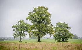 Gegužės pabaigoje Vilnių prausia rudeni&scaron;kai &scaron;alti lietūs
