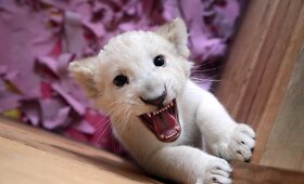 Meksikos zoologijos sode gimė trys itin reti baltojo liūto jaunikliai
