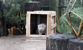 Į Lietuvos zoologijos sodą atvyko naujas gyvūnas &ndash; Manulas