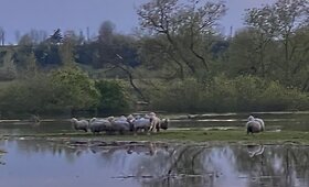Kėdainiuose Nevėžyje skęsta de&scaron;imtys avių
