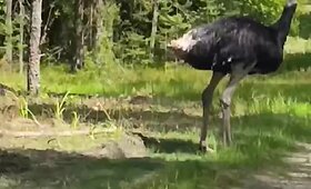 Varėnos mi&scaron;kuose užfiksuotas strutis
