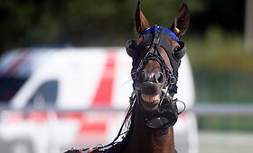 &bdquo;Derby&ldquo; ir &bdquo;Kriterium&ldquo; finale 8 ristūnai žirgai pagerino savo rezultatus