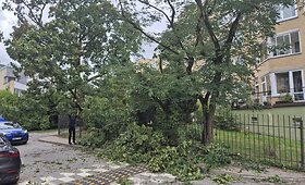 Vėjo nuverstas klevas Lū&scaron;ių g., Žvėryne, Vilniuje