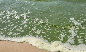 Baltijos jūros vandens &bdquo;žydėjimas&ldquo;