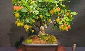 Kęstučio Ptakausko bonsai menas
