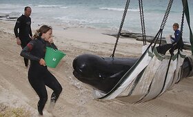80 banginių ir delfinų buvo rasti vakariniame Australijos paplūdimyje