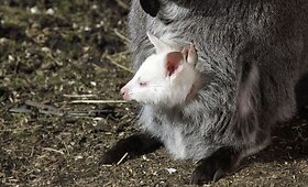 Kengūra susilaukė balto kengūriuko