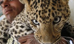 Leopardo žaidimai su zoologijos sodo prižiūrėtojais