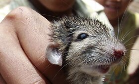 Į Vietnamą ruo&scaron;iama žiurkių siunta
