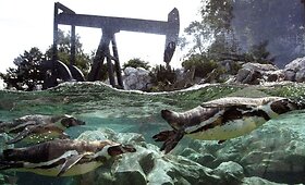 Meno paroda zoologijos sode