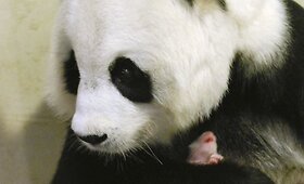 Kaip auga neseniai gimusi panda?