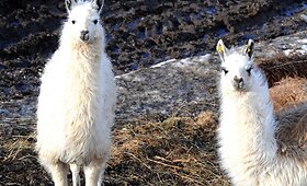 Lamų kaimenė Norvegijos kalnuose