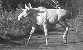 Norvegijoje per klaidą nu&scaron;autas briedis-albinosas