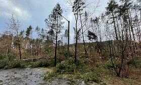 Vėjo i&scaron;laužytos pu&scaron;ys Valakampiuose