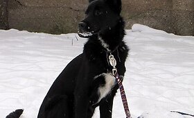 Tvarkingoji Bagi
