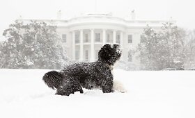 Obamų &scaron;uns Bo pasivaik&scaron;čiojimas apsnigtoje Baltųjų rūmų pievelėje