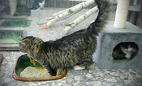 Žaismingoji Žiuljena