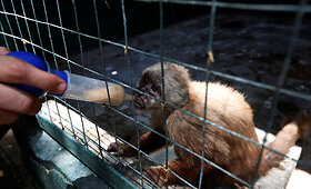 Venesuelos zoologijos soduose gyvūnai kenčia badą