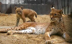 Lietuvos zoologijos sodo jaunikliai ir naujokai