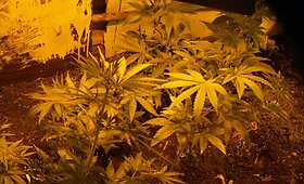 Grigi&scaron;kėse policija likvidavo kanapių plantaciją